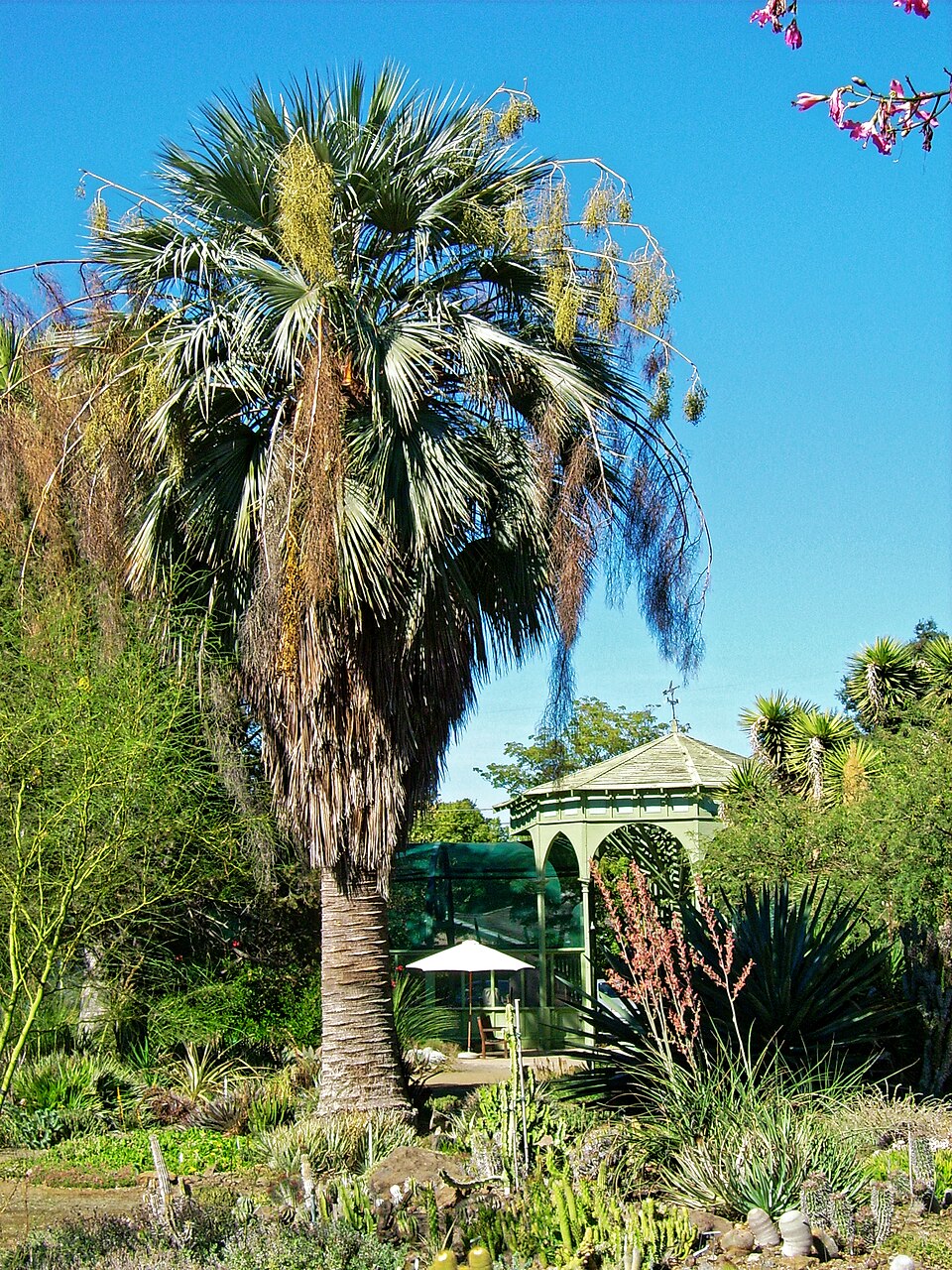Ruth Bancroft Garden（United States）