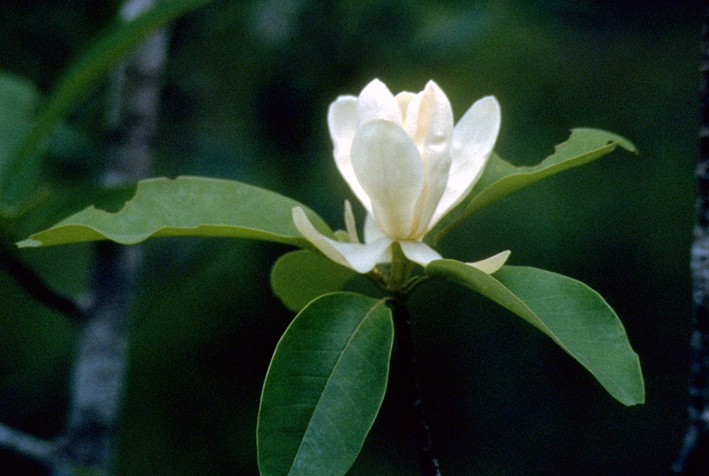 Henry Foundation for Botanical Research（United States）
