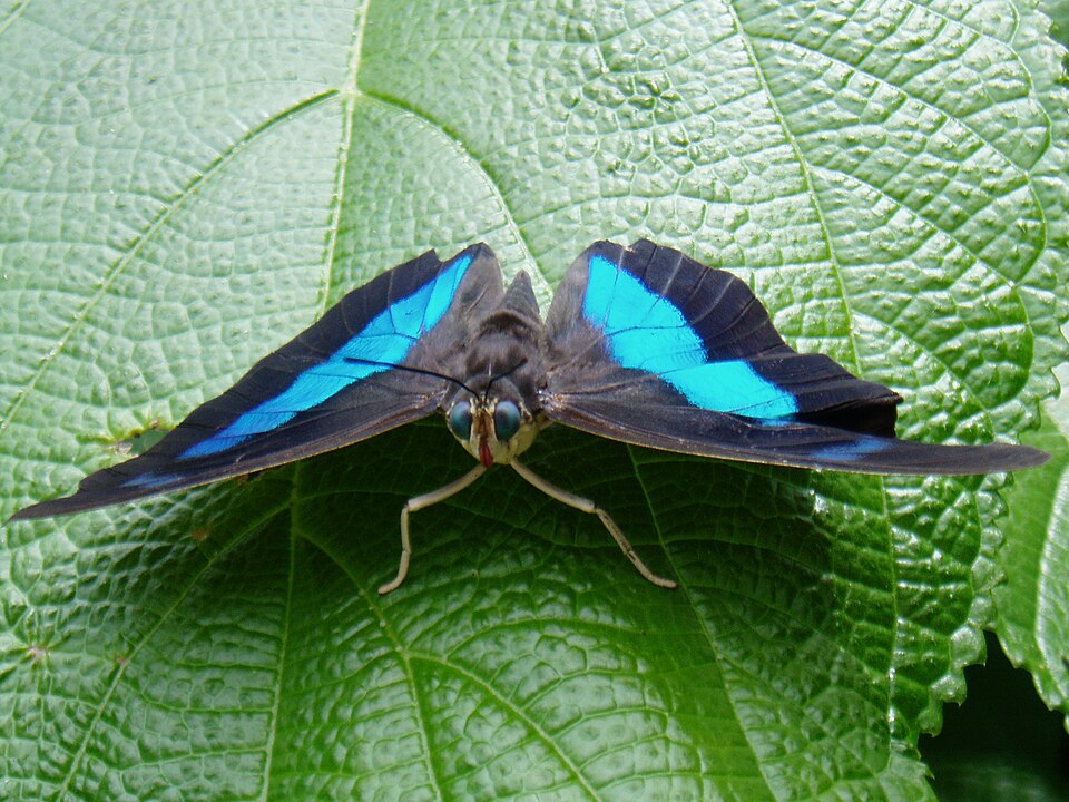 Butterfly World（United States）