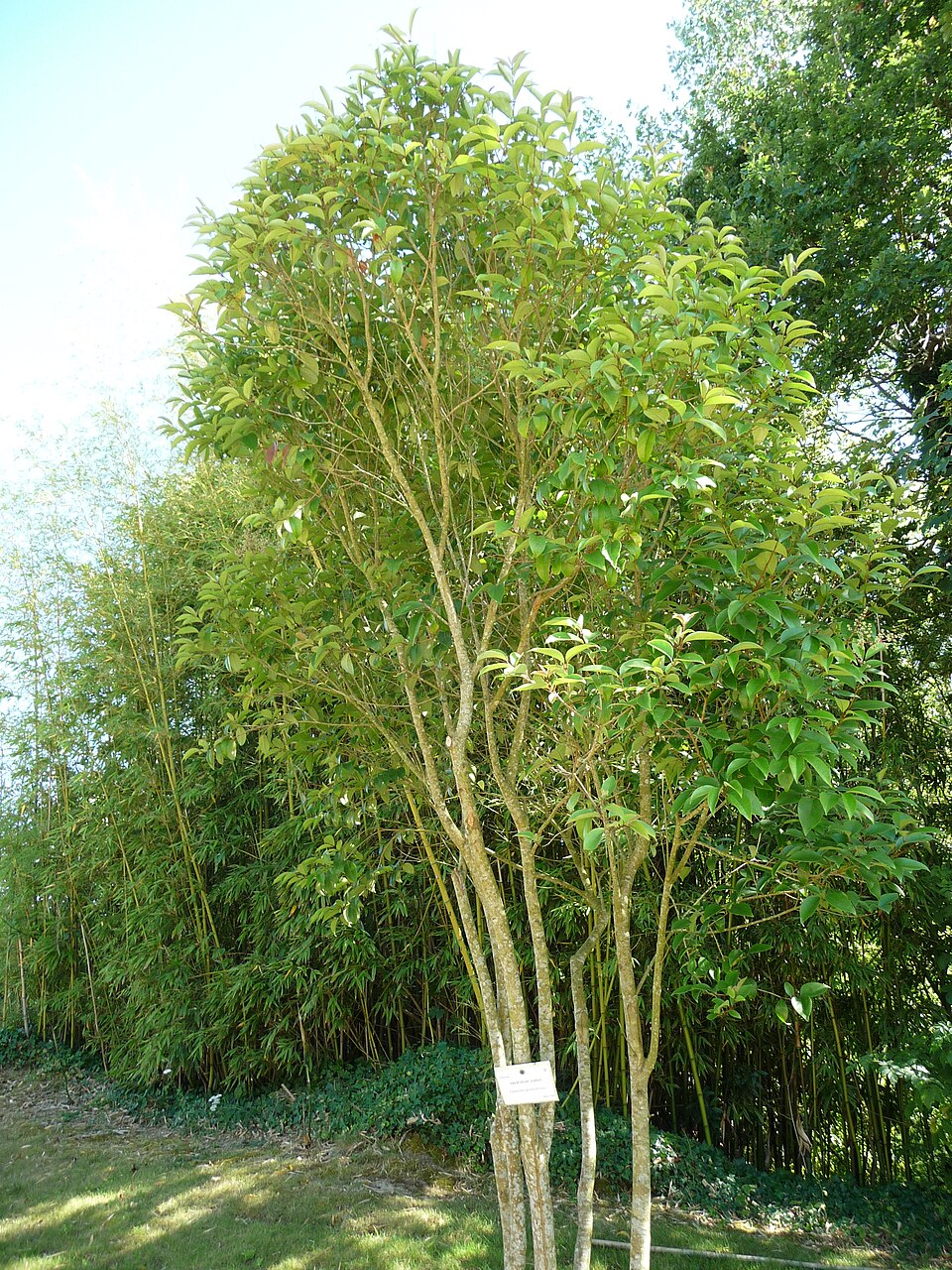Jardin des Olfacties（France）
