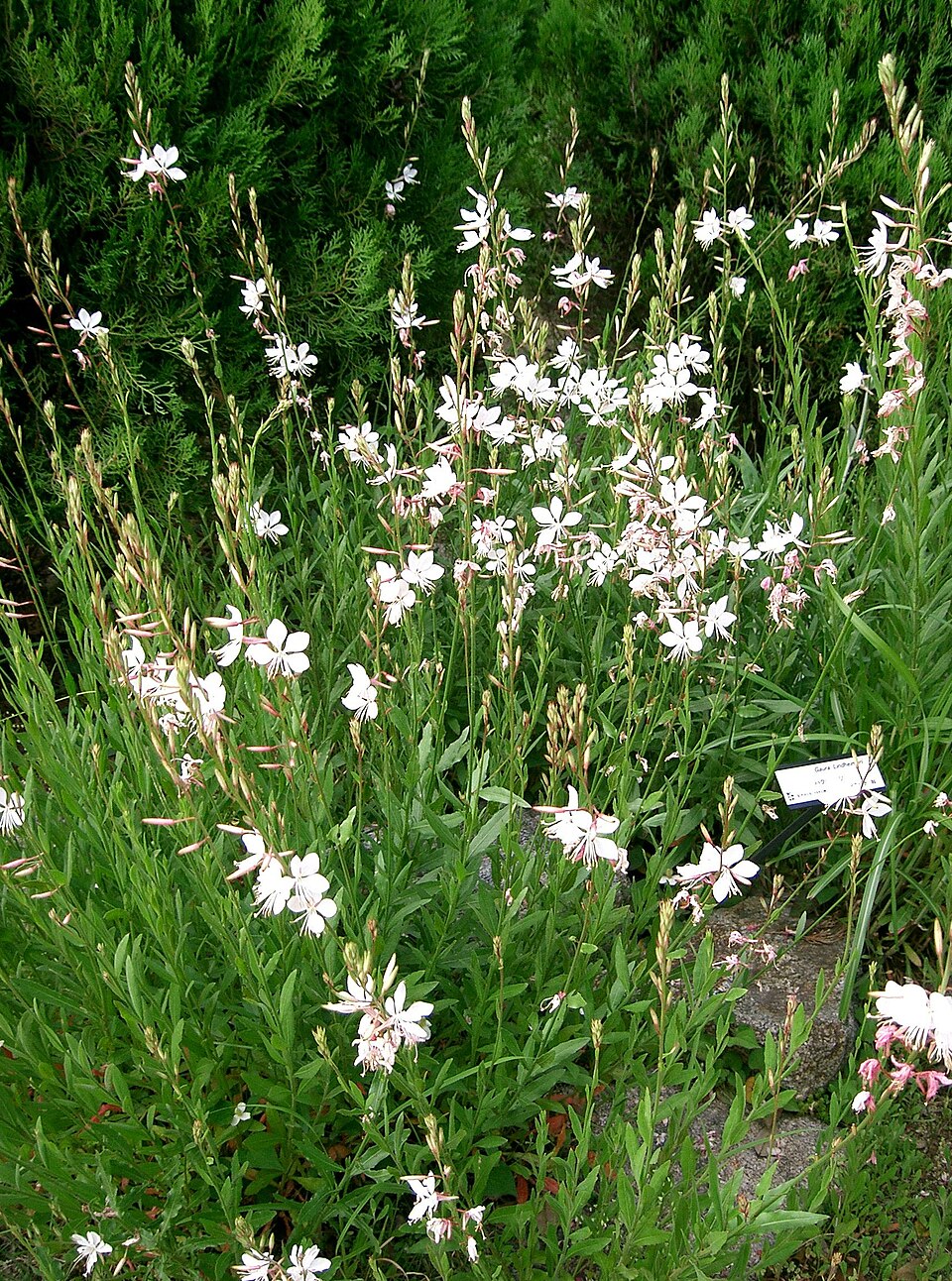 Cape Fear Botanical Garden（United States）