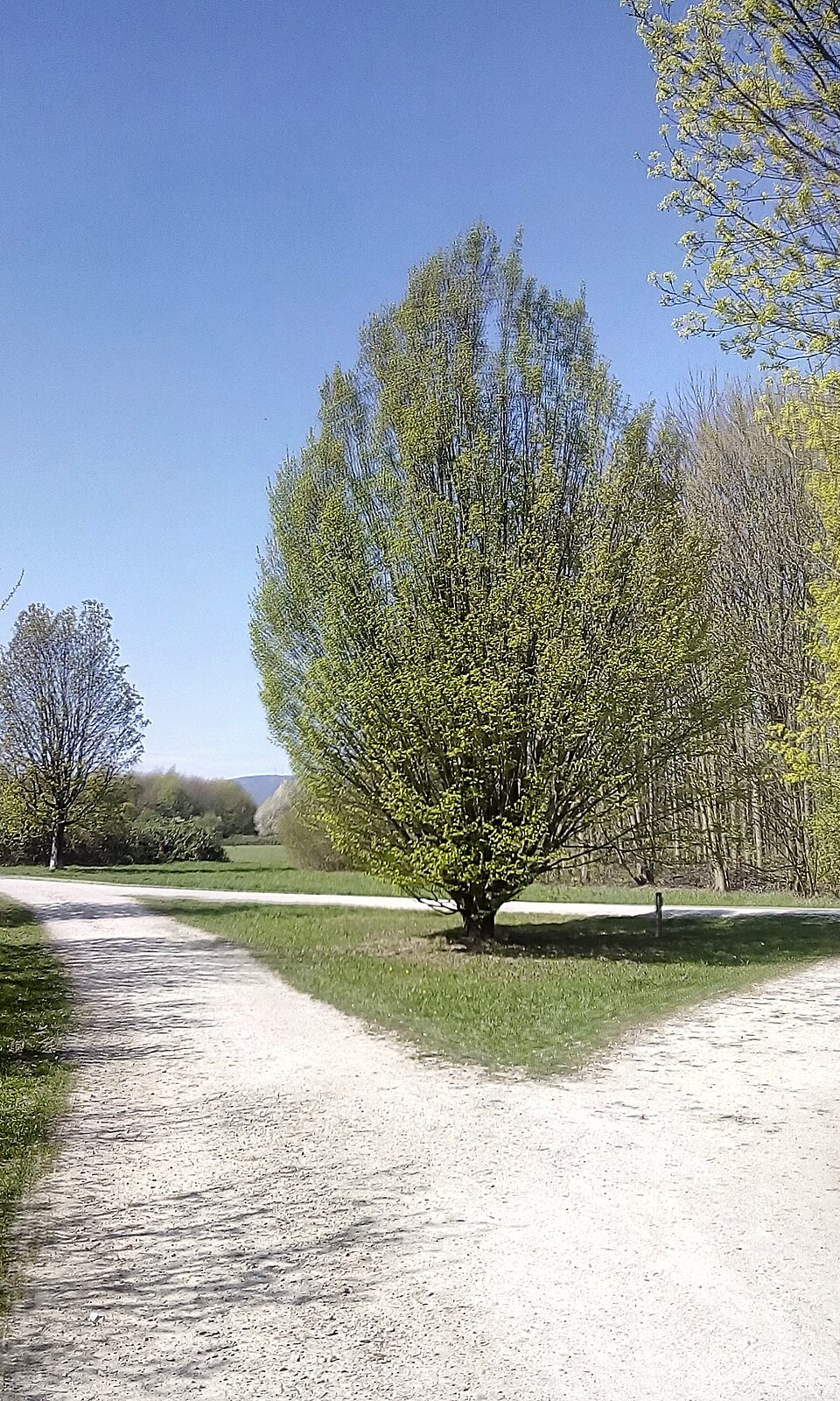 Arboretum Main-Taunus（Germany）