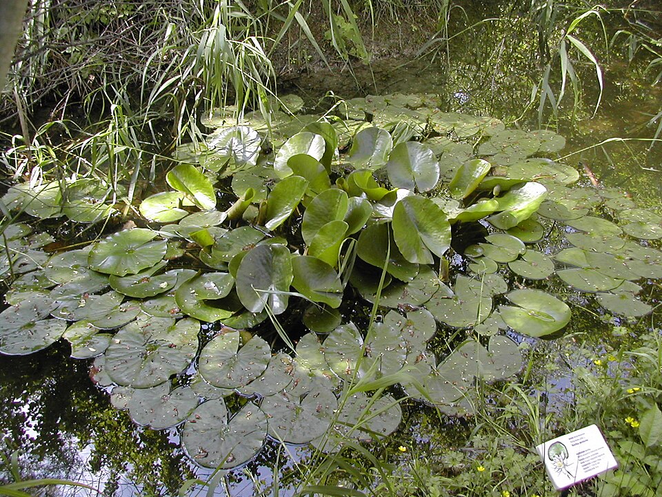 Orto Botanico Riserva Lago di Penne（Italy）