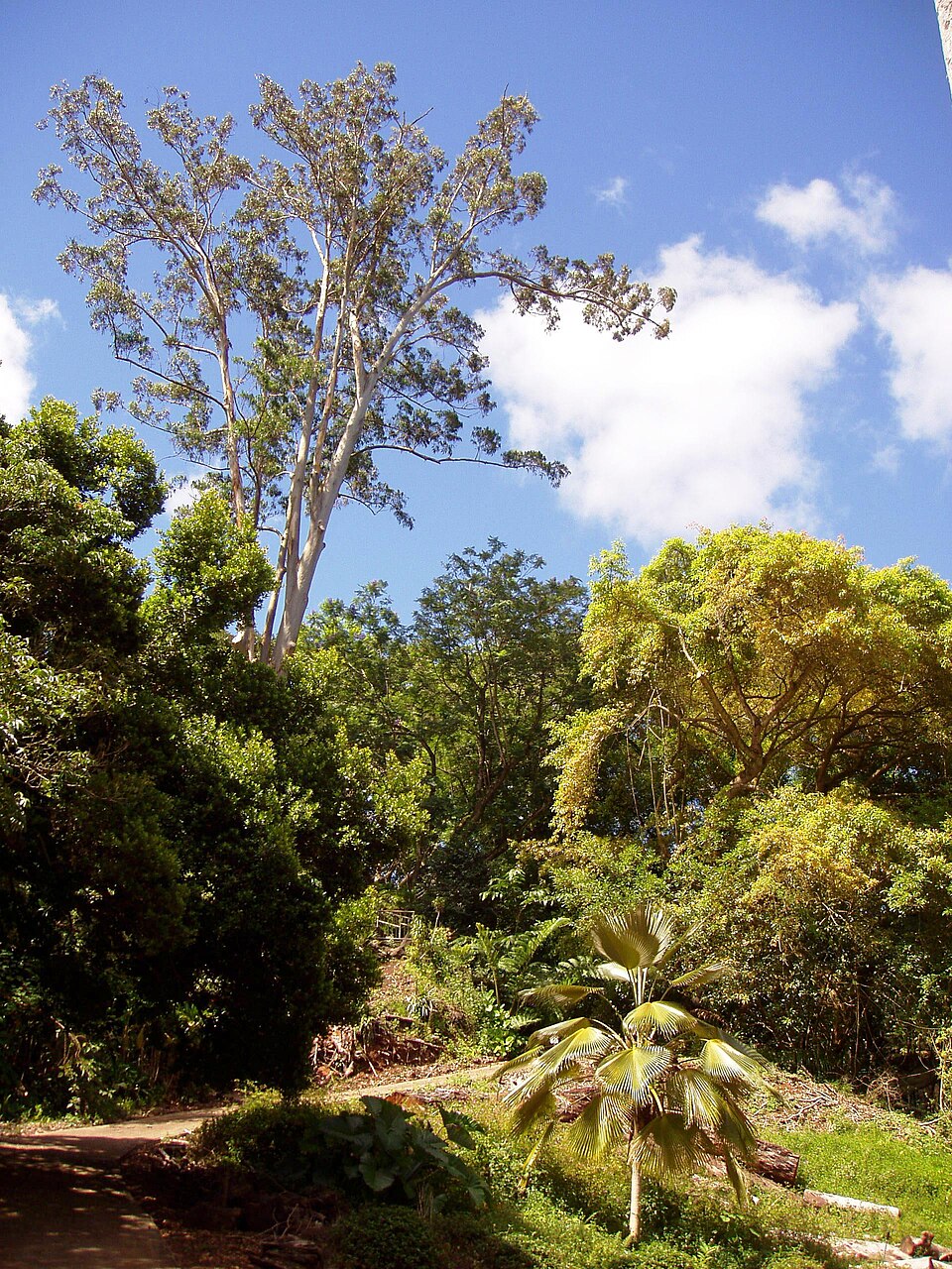 Wahiawa Botanical Garden（United States）