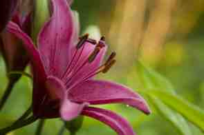 New Brunswick Botanical Garden（Canada）