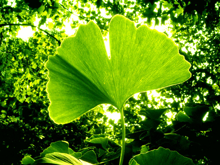 Pépinières Arboretum Adeline（France）