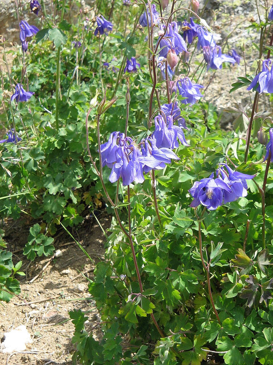 Jardin botanique pyrénéen de Melles（France）