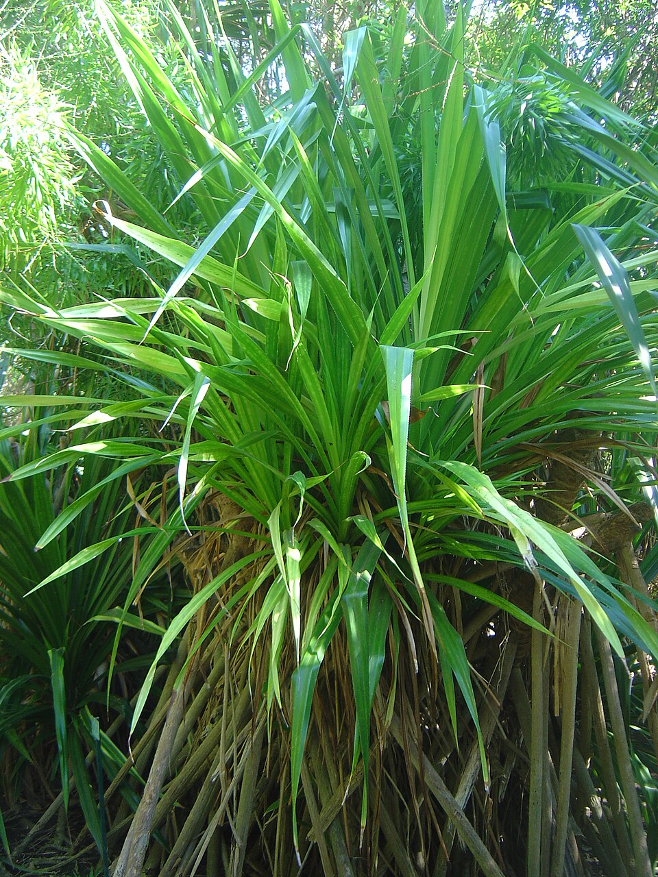 Jardin d'Éden, Île de la Réunion（France）