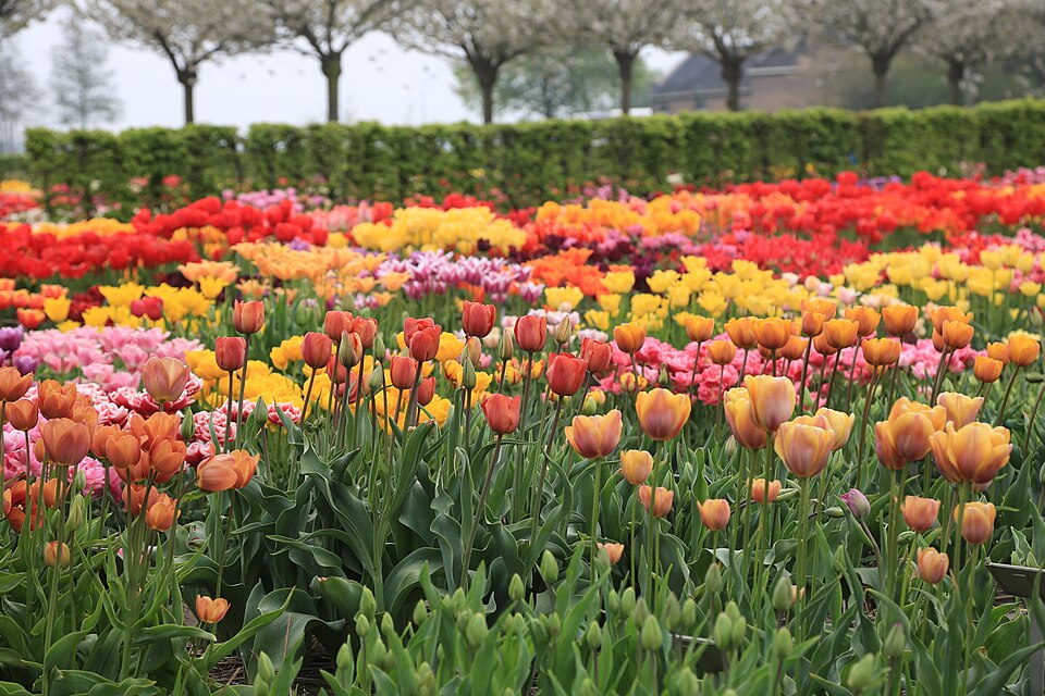 Hortus Bulborum（Netherlands）