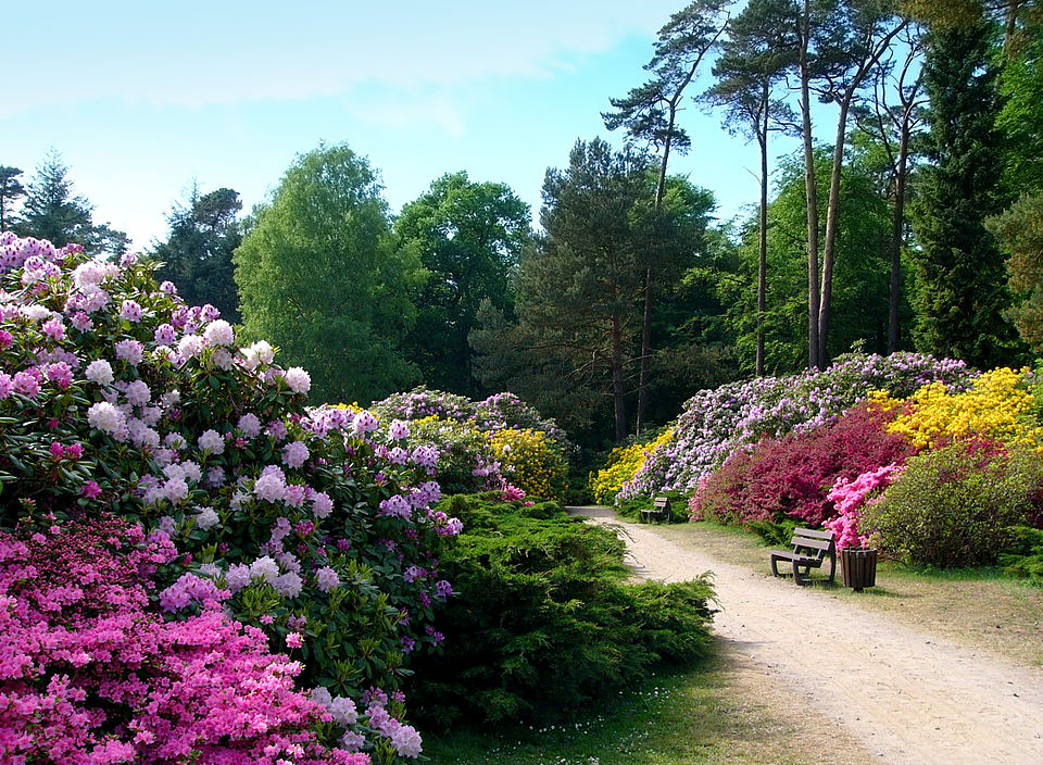 Rhododendronpark Graal-Müritz（Germany）