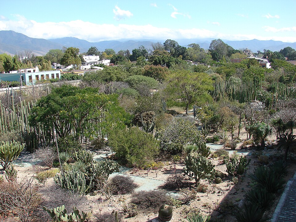 Jardín Etnobotánico de Oaxaca（Mexico）