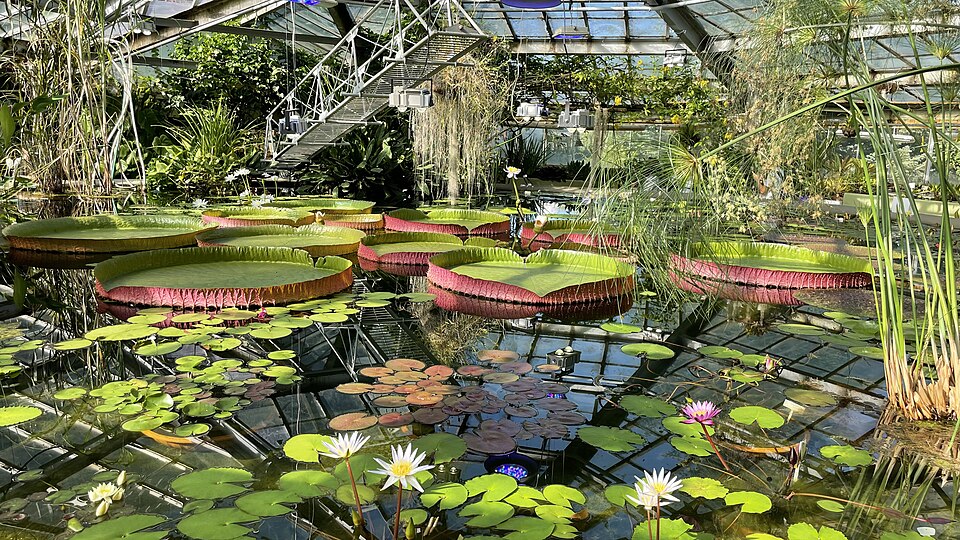 Peter the Great Botanical Garden（Russia）