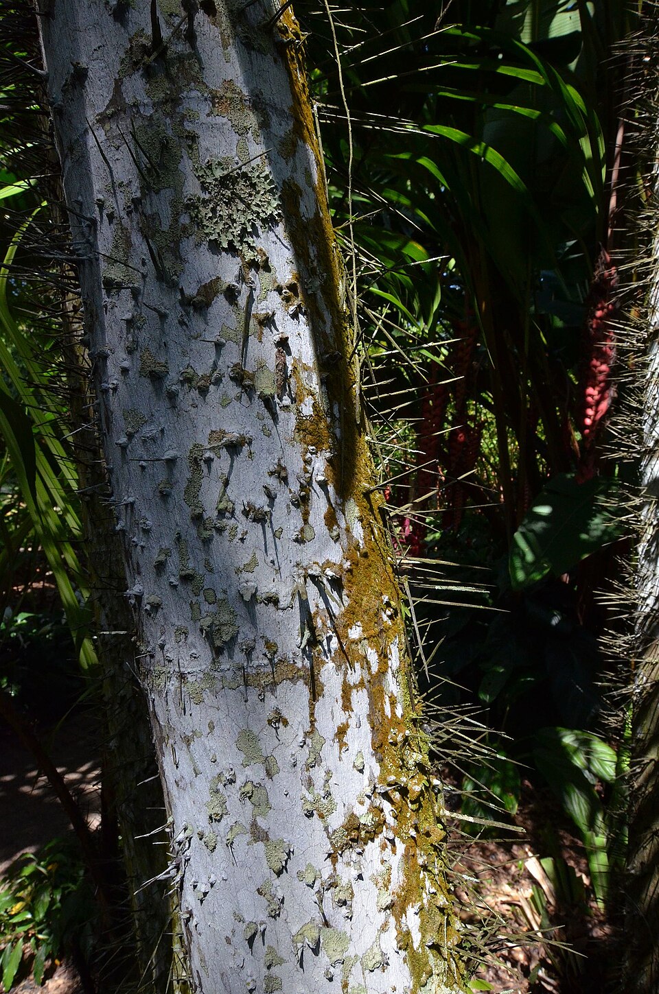 Kubota Palm Garden（Japan）