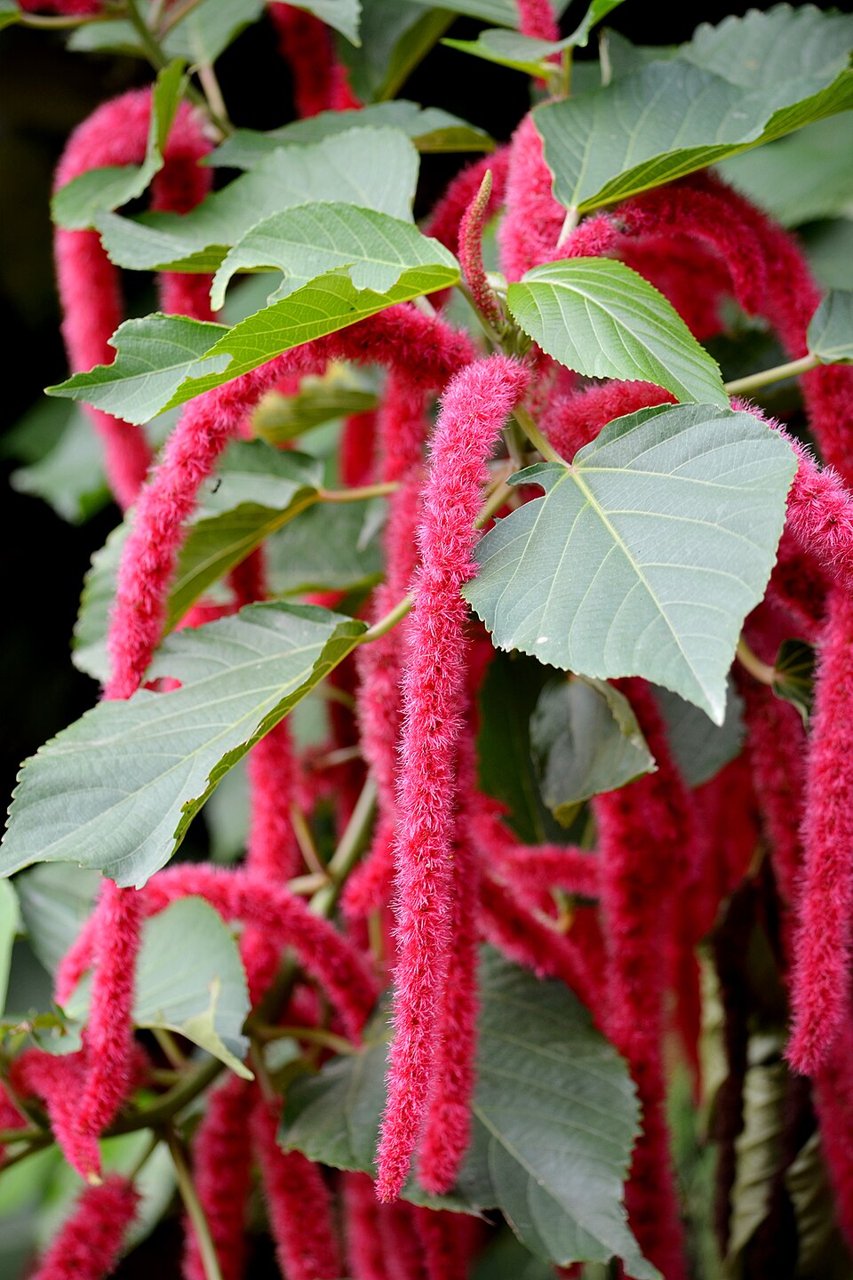 Shimokamo Tropical Botanical Gardens（Japan）