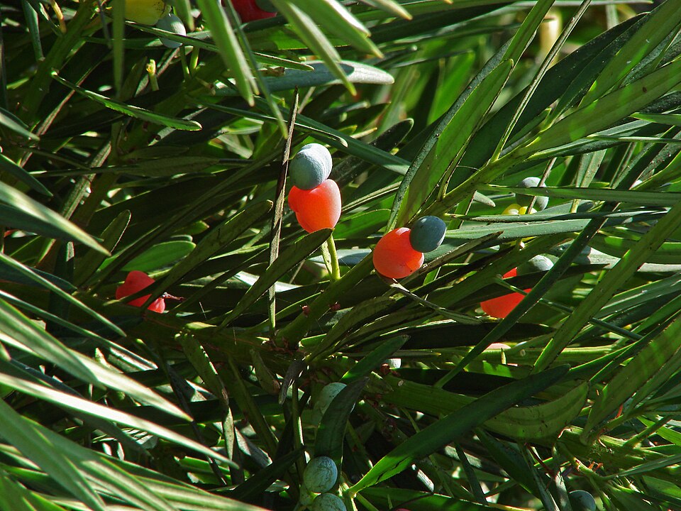 Tokyo University of Agriculture Botanical Garden（Japan）