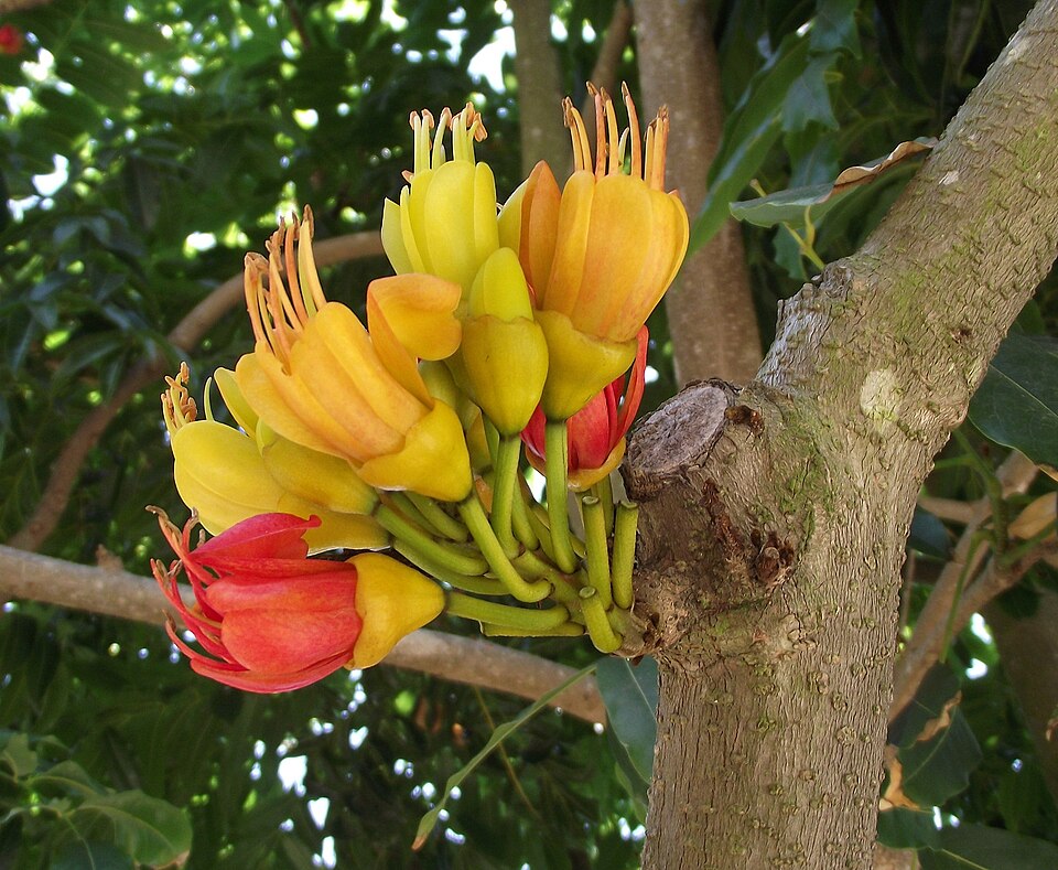 Queens Gardens, Townsville（Australia）