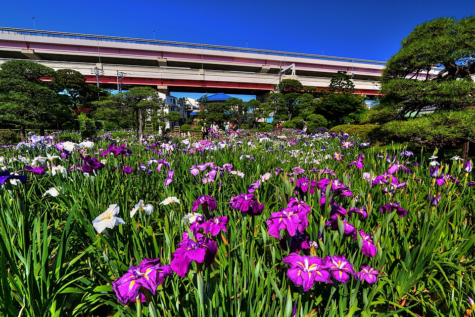 Horikiri Iris Garden（Japan）