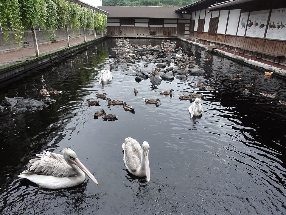 Kakegawa Kachoen（Japan）