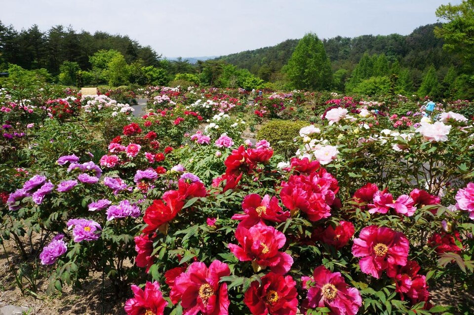 Hanaizumi Flower World（Japan）