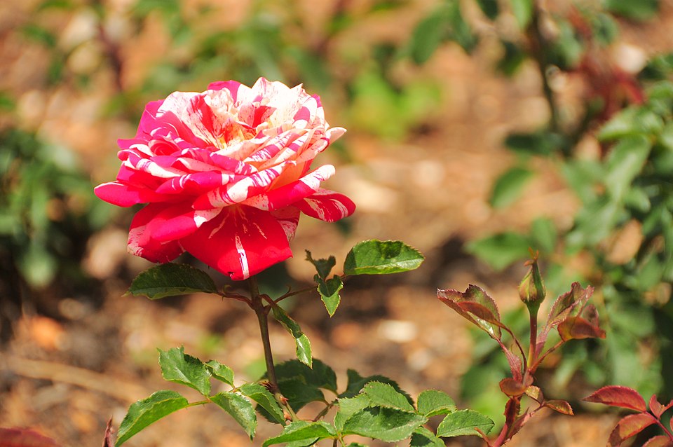 Government Rose Garden（India）