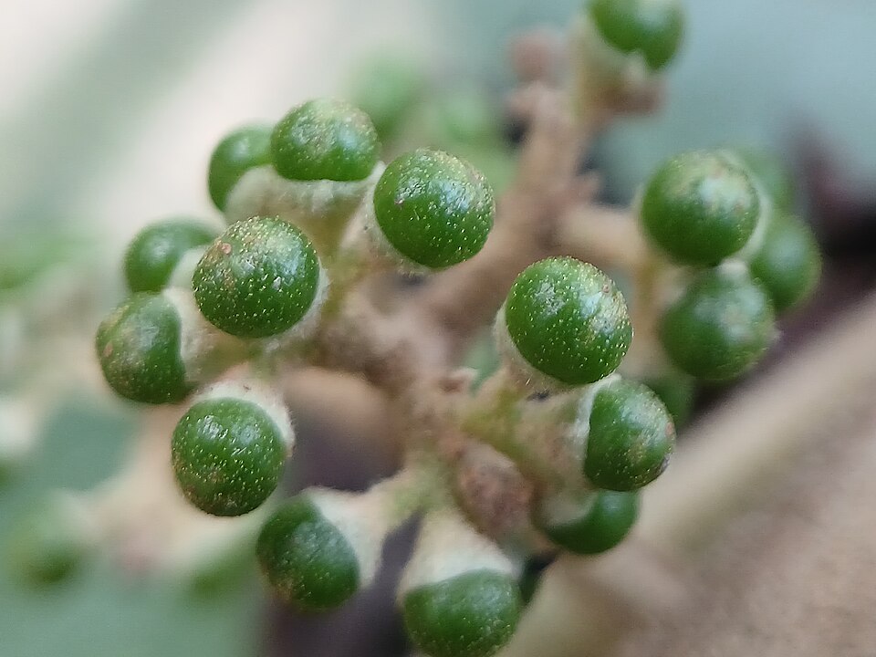 Nativeplants Botanical Garden（India）