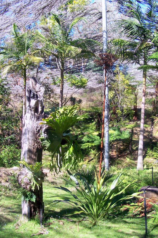 Burrendong Botanic Garden and Arboretum（Australia）
