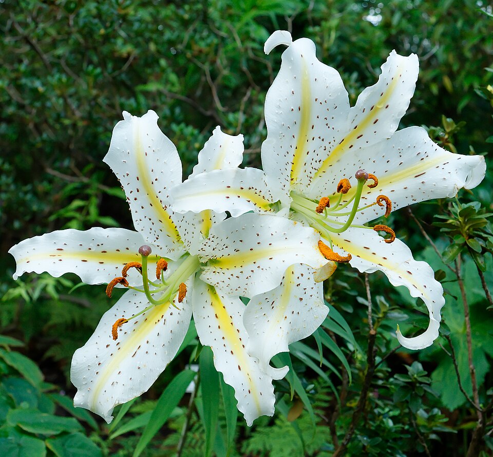 Ibaraki Botanical Garden（Japan）