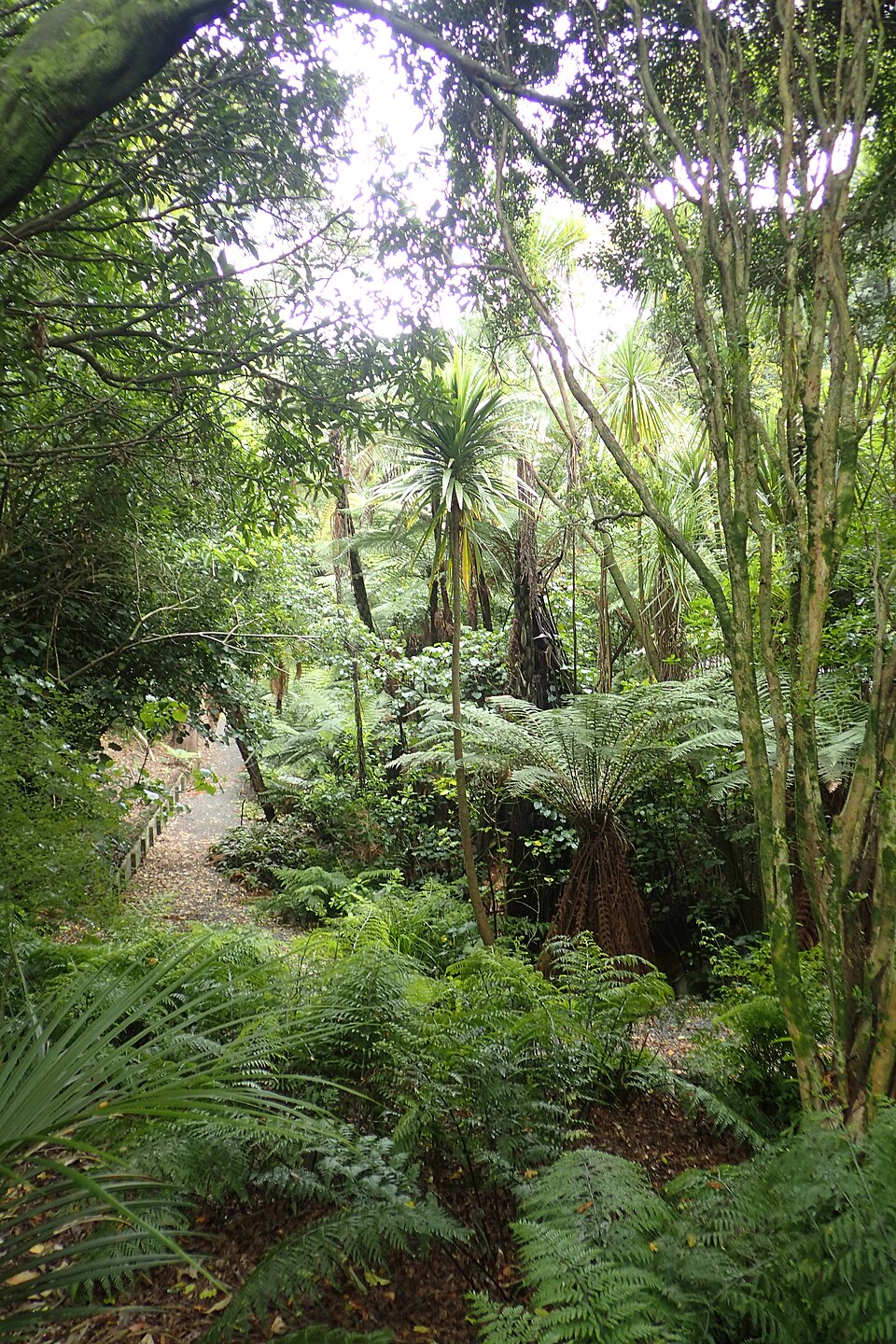 Auckland Botanic Gardens（New Zealand）