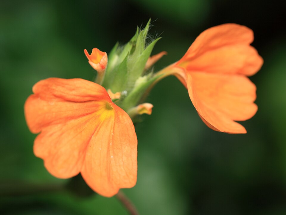 Tochigi Flower Center（Japan）