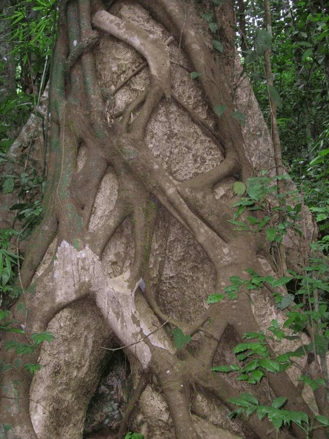 Tropical Botanical Garden and Research Institute（India）
