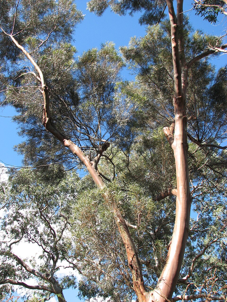 Burnley Gardens（Australia）