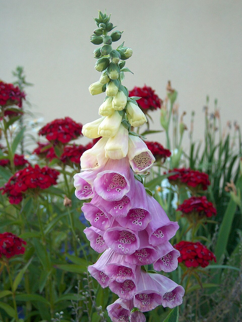 Botanical garden of Savonlinna Campus（Finland）
