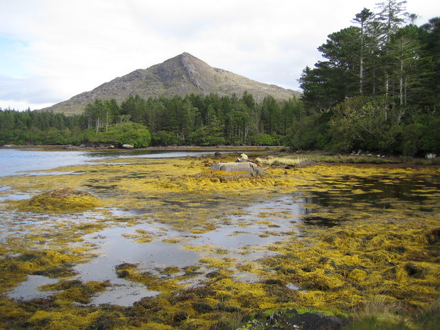Derreen Garden（Ireland）