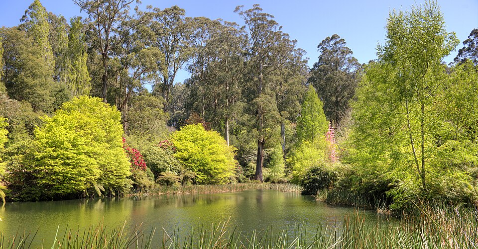 Dandenong Ranges Botanic Garden（Australia）