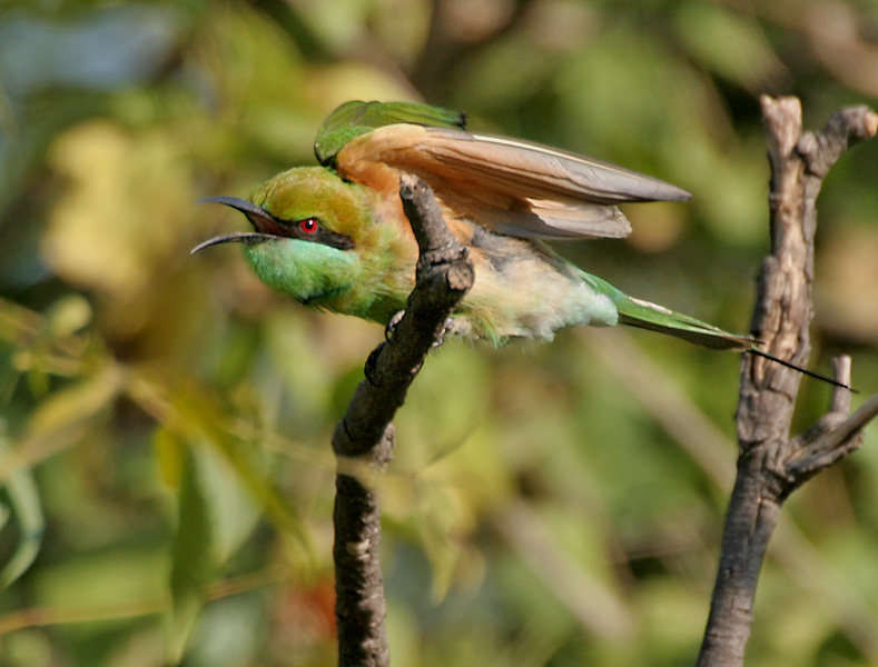 Kotla Vijayabhaskara Reddy Botanical Gardens（India）
