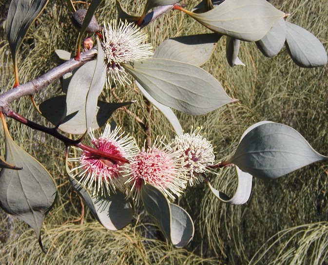 Keilor Botanic Gardens（Australia）