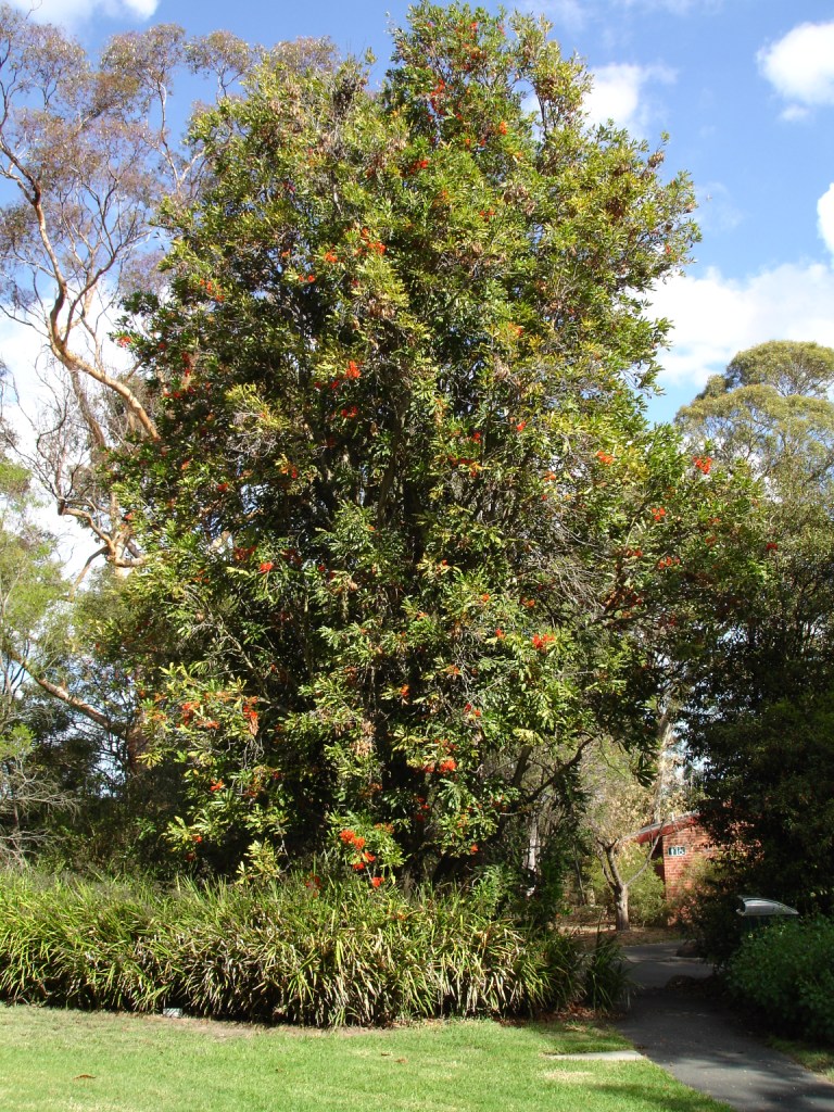 Maranoa Botanic Gardens（Australia）