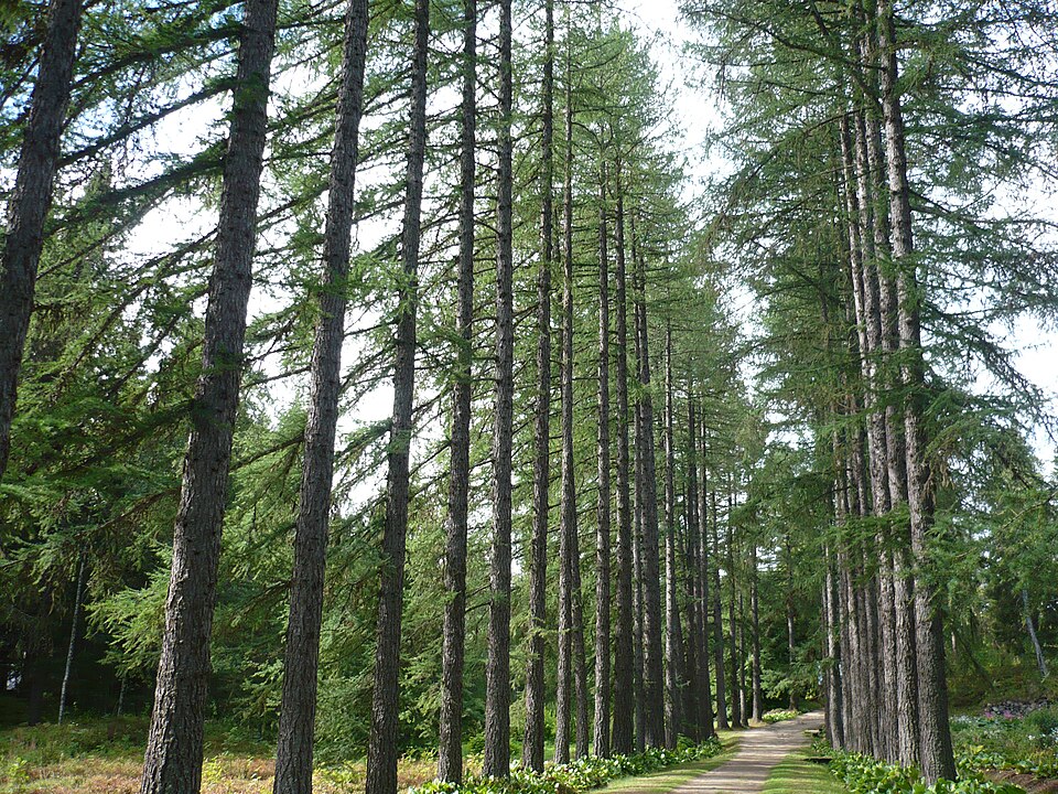 Botanical garden in Solovki（Russia）