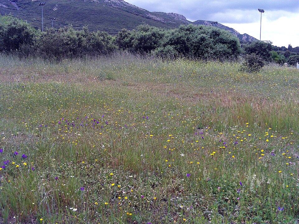 Dehesa Boyal de Puertollano（Spain）