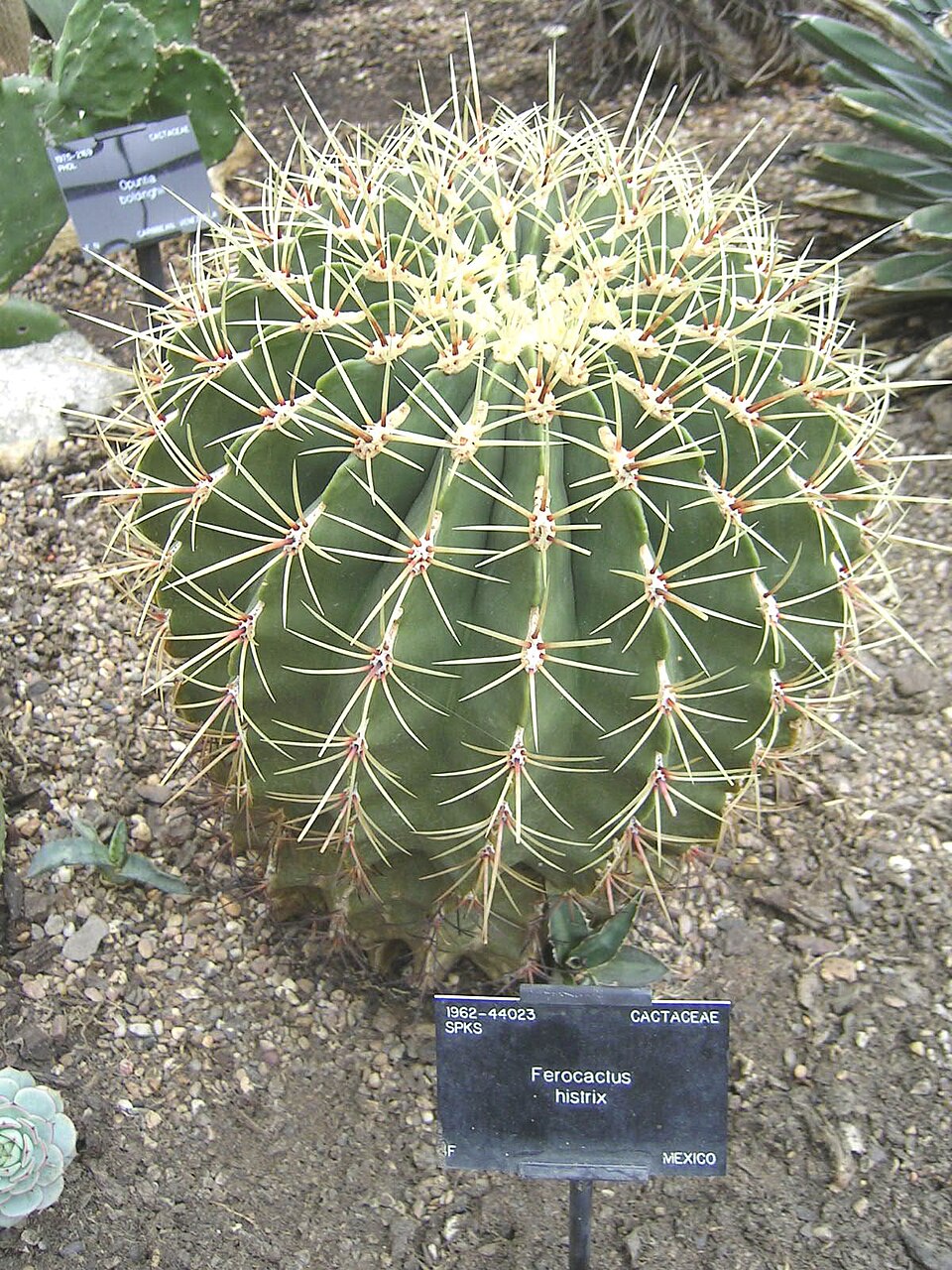 Jardín Botánico Rey Netzahualcoyotl（Mexico）