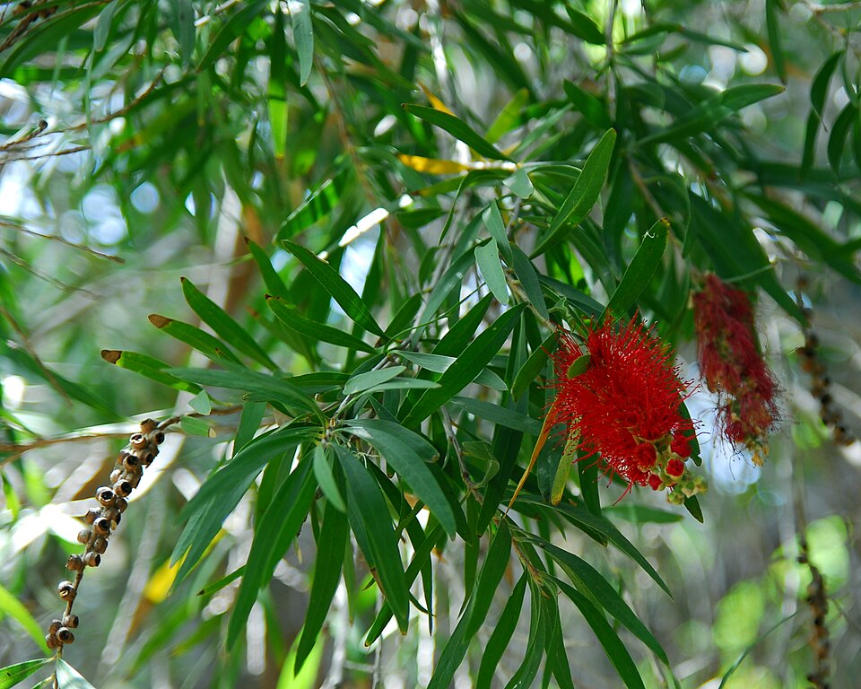 Jardín Botánico del Descubrimiento de Vallehermoso（Spain）
