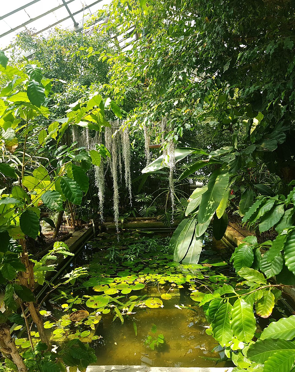 Istanbul University Alfred Heilbronn Botanical Garden（Turkey）