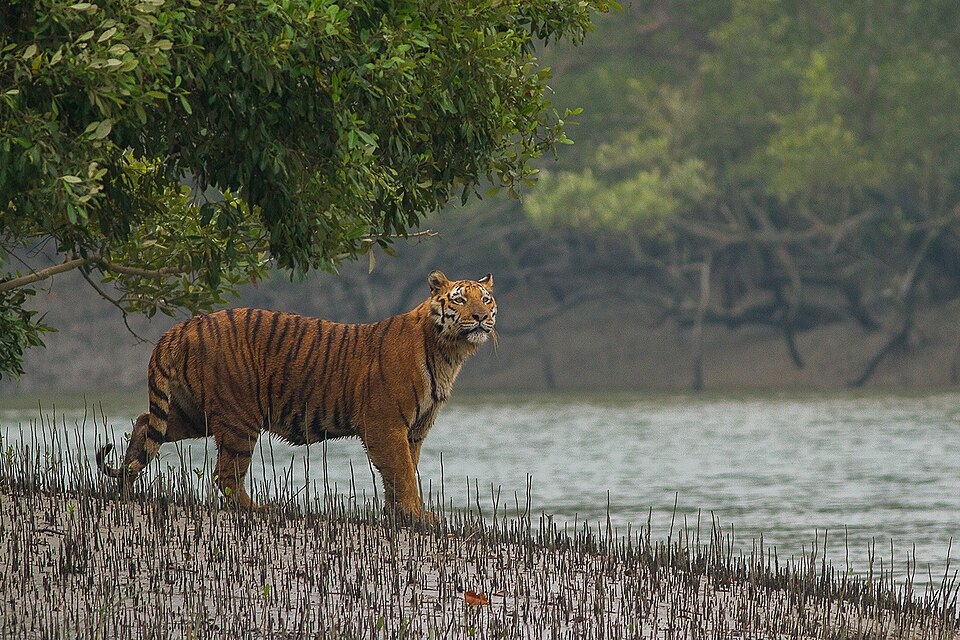 Sundarbans National Park（India）
