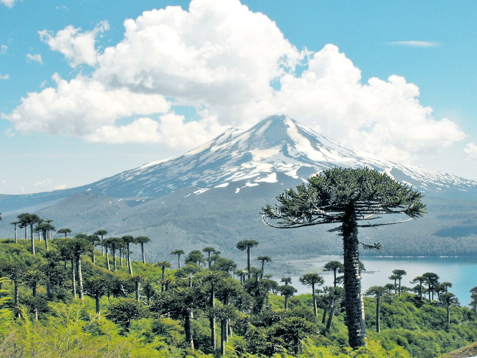 Conguillío National Park（Chile）