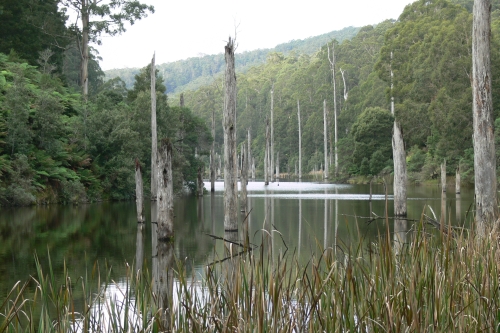 Great Otway National Park（Australia）