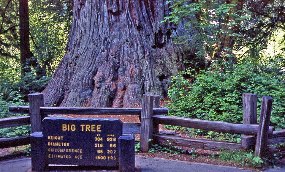 Redwood National and State Parks（United States）
