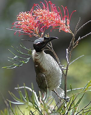 Bingera National Park（Australia）