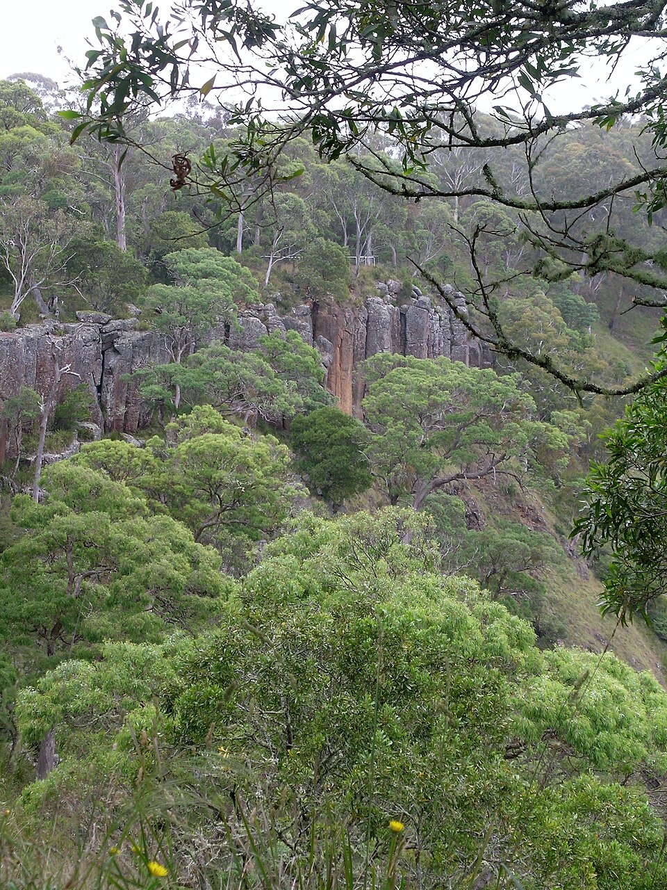 Guy Fawkes River National Park（Australia）
