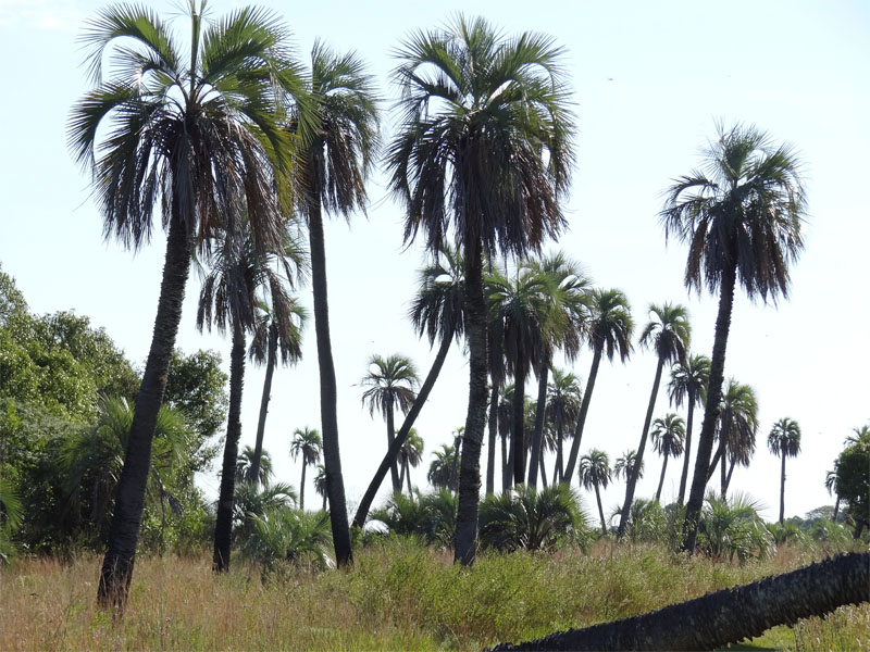 Mburucuyá National Park（Argentina）