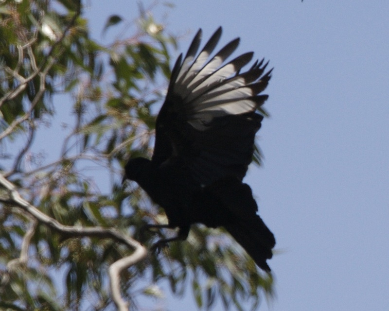 Brisbane Ranges National Park（Australia）